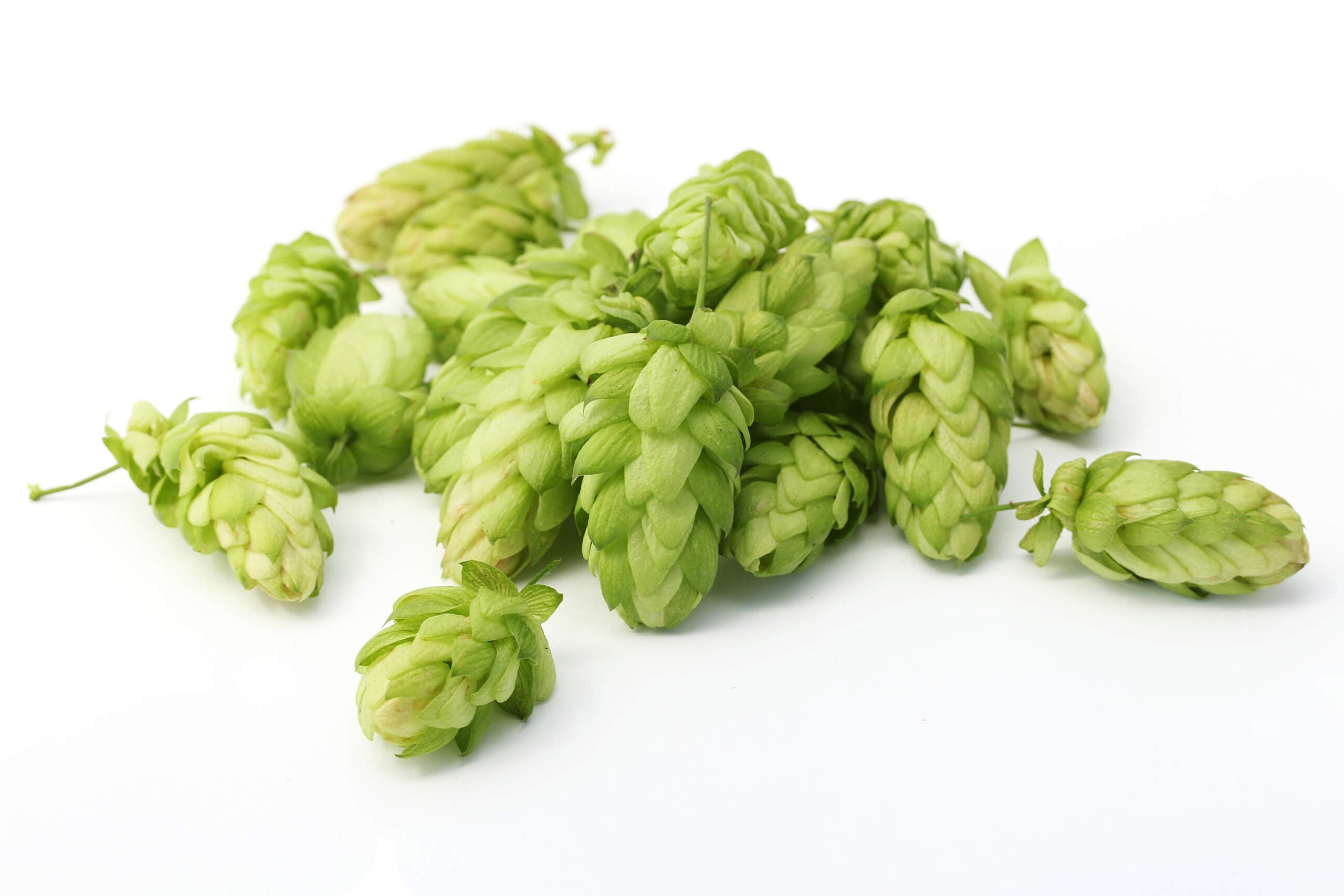 Humulus lupulus L., Hops