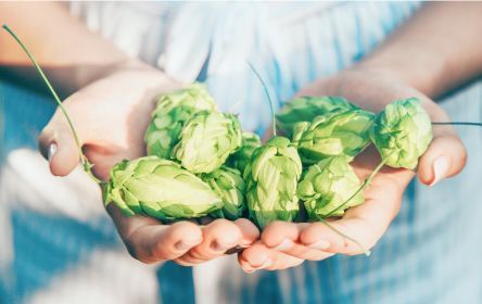 Humulus lupulus L., Hops