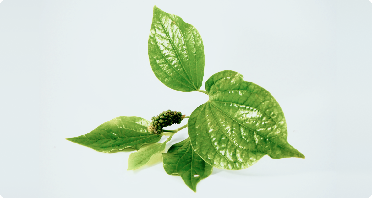 Can Kava (Piper methysticum) Improve Your Sleep Quality?