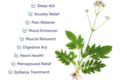 Serenity with Valerian Root's Health Benefits