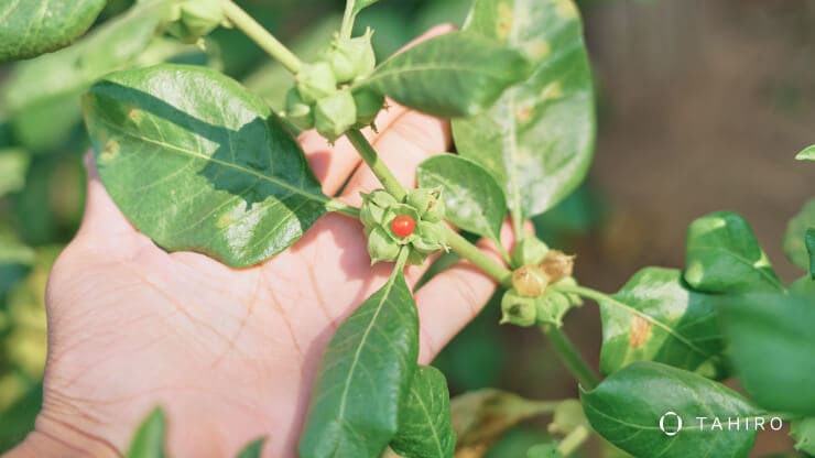 What is Ashwagandha (Withania Somnifera)?