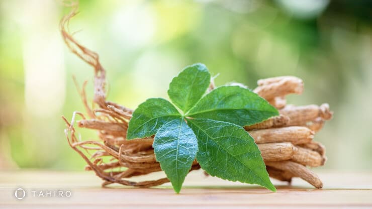 What is Ginseng Root?