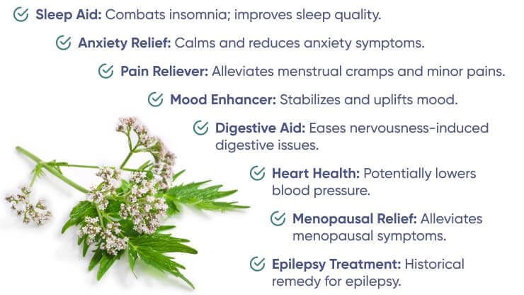 What are the benefits of Valeriana officinalis?